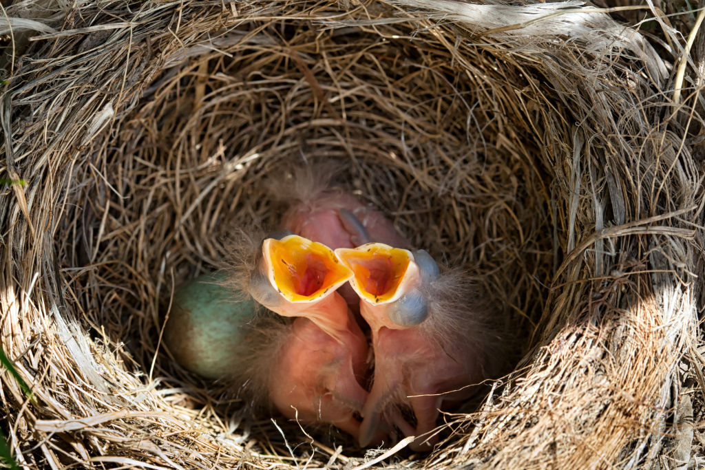 Bird Nesting Season: What You Can Do to Help Birds Nesting in
